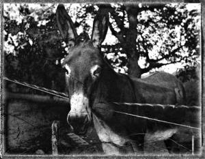 Esel beim Zaun / Mule by the Fence 