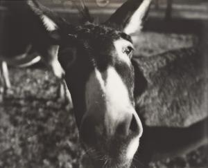 Naseweiser Esel / Nosy Mule