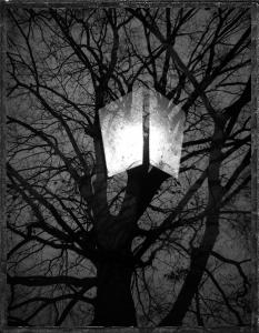 BaumLaterne / Tree Lantern